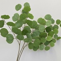 Eucalyptus Apple Leaf
