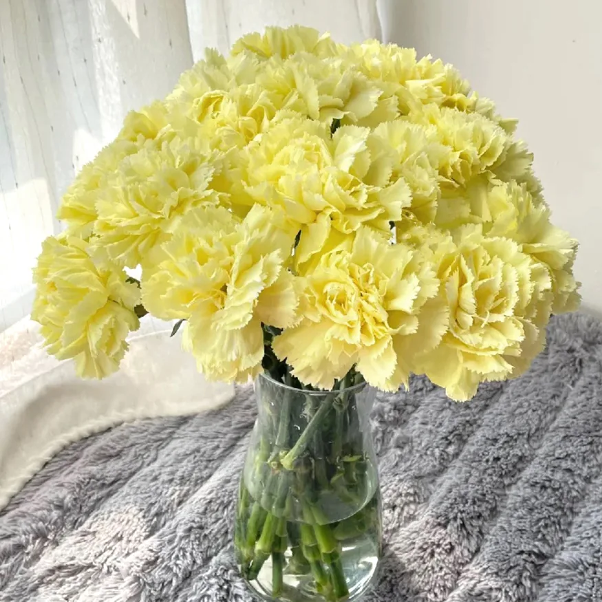 Free carnation