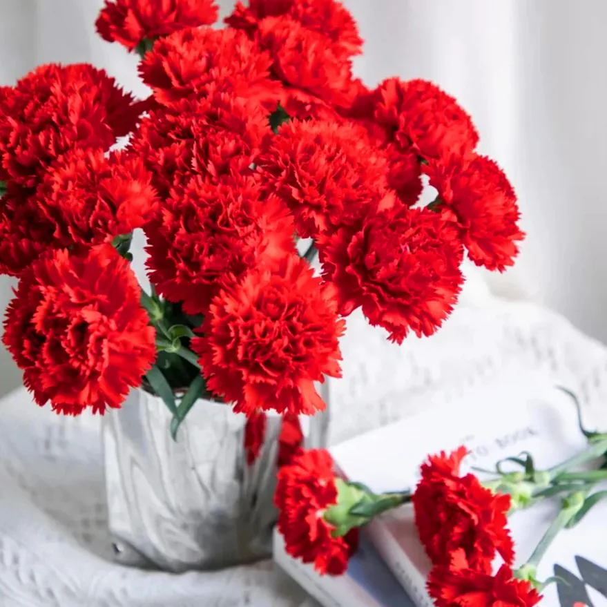 Red carnation