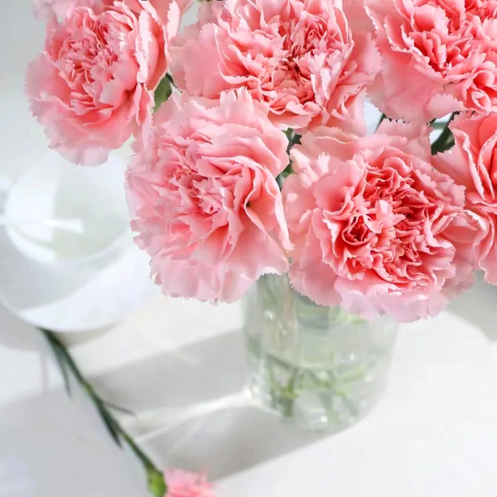 Pink diamond carnation