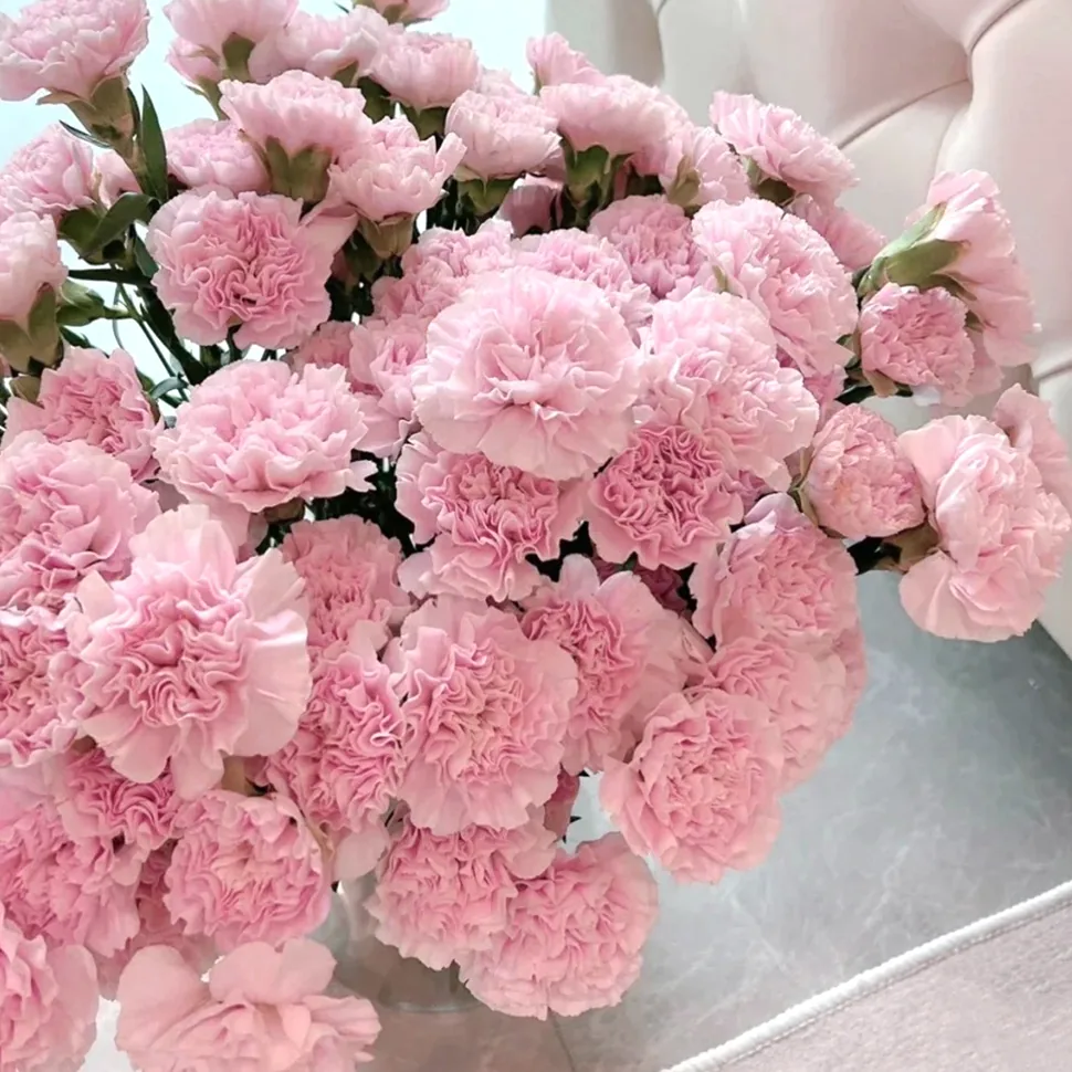 Pink Beauty carnation