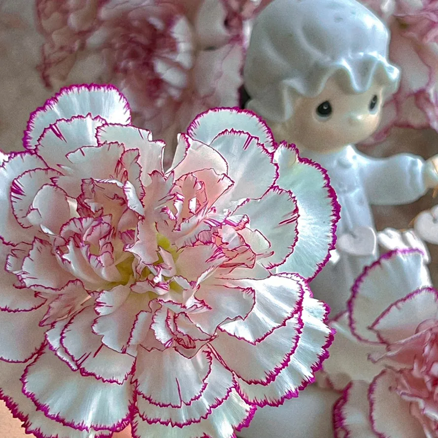 Purple Fairy carnation