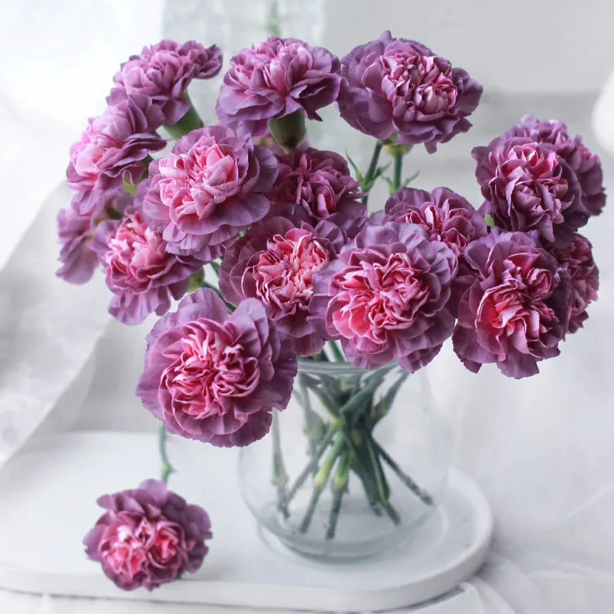 Wild Horse carnation