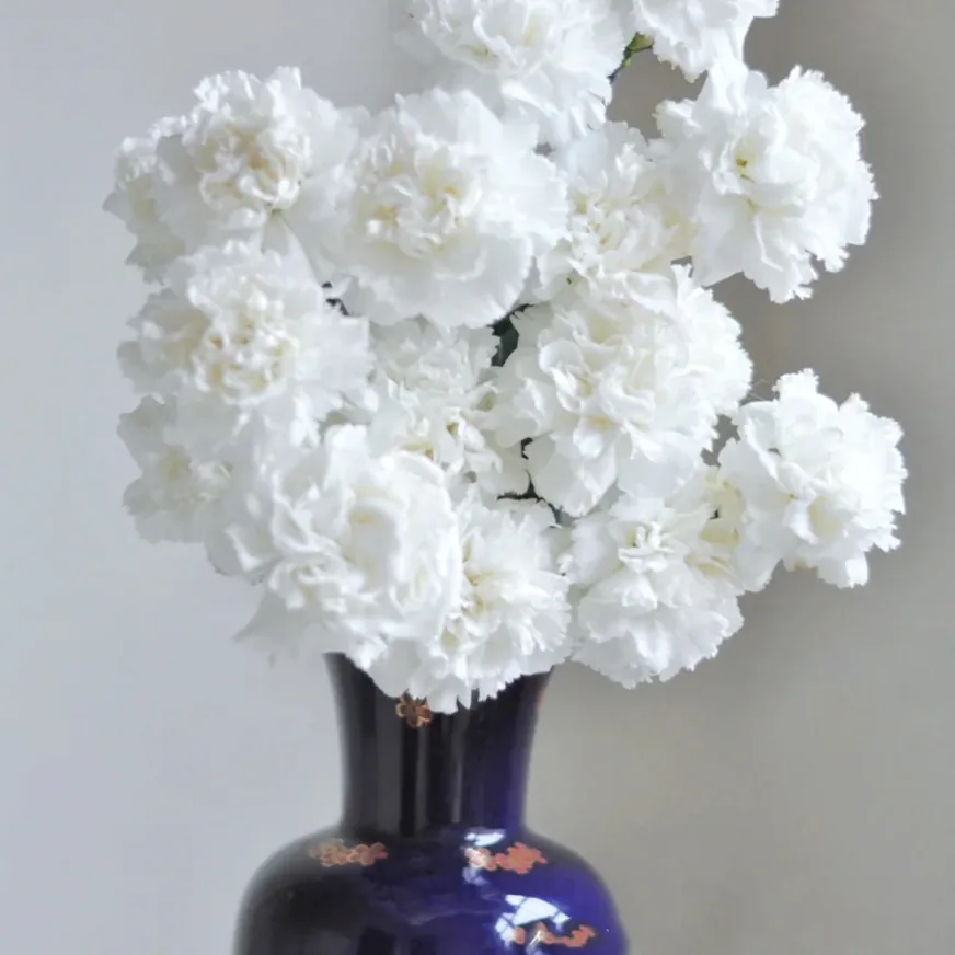 White carnation
