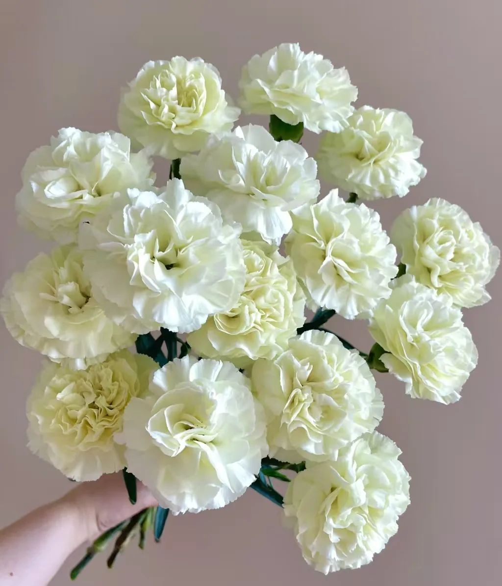 Cream white carnation
