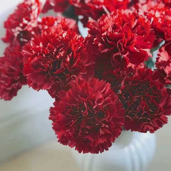 An crown carnation