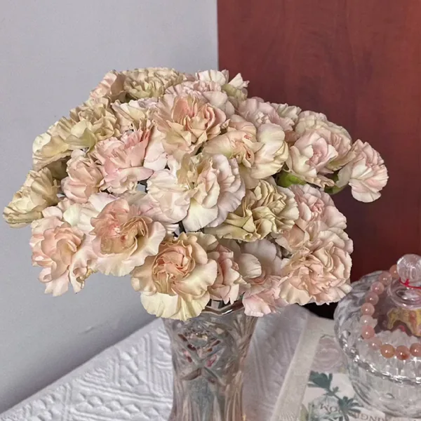 Cappuccino carnation