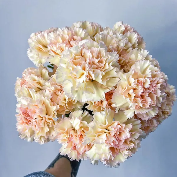 Kokonor carnation
