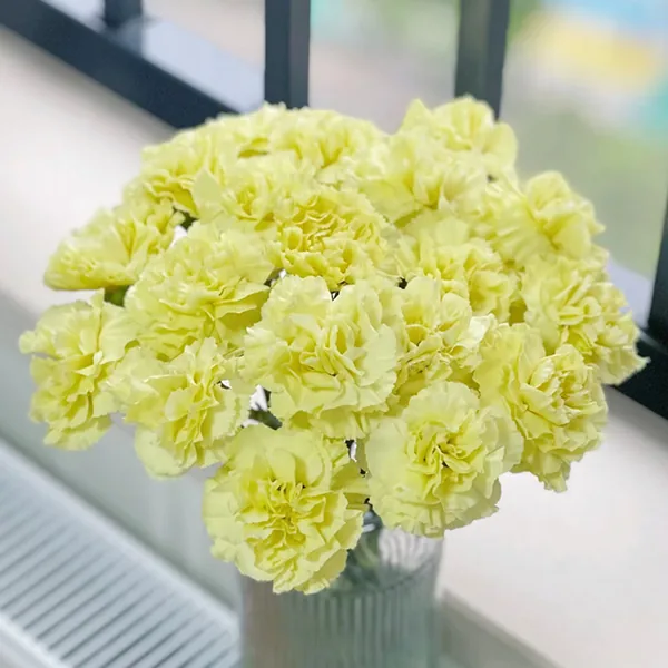Yellow carnation