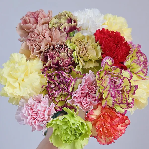 Mixing colors carnation