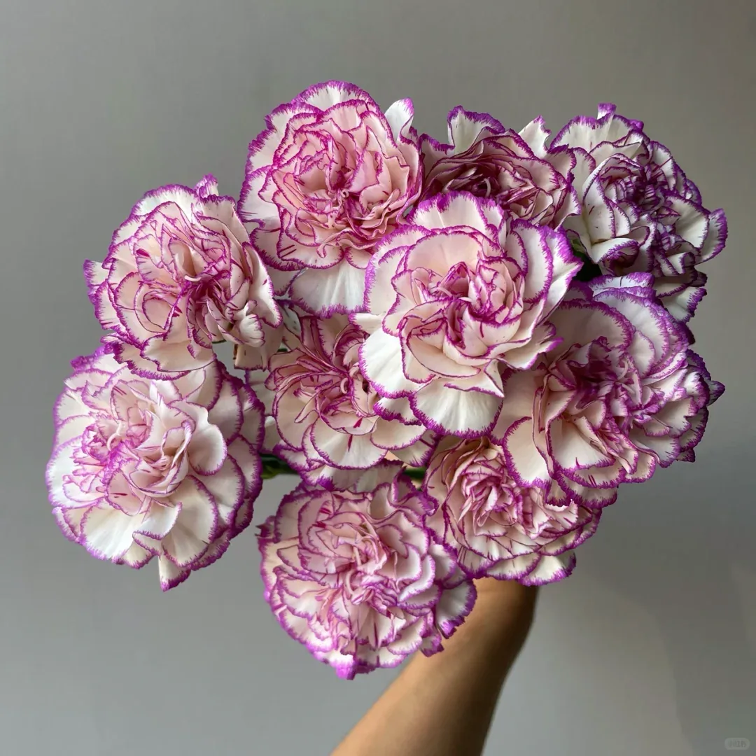 Xtep carnation