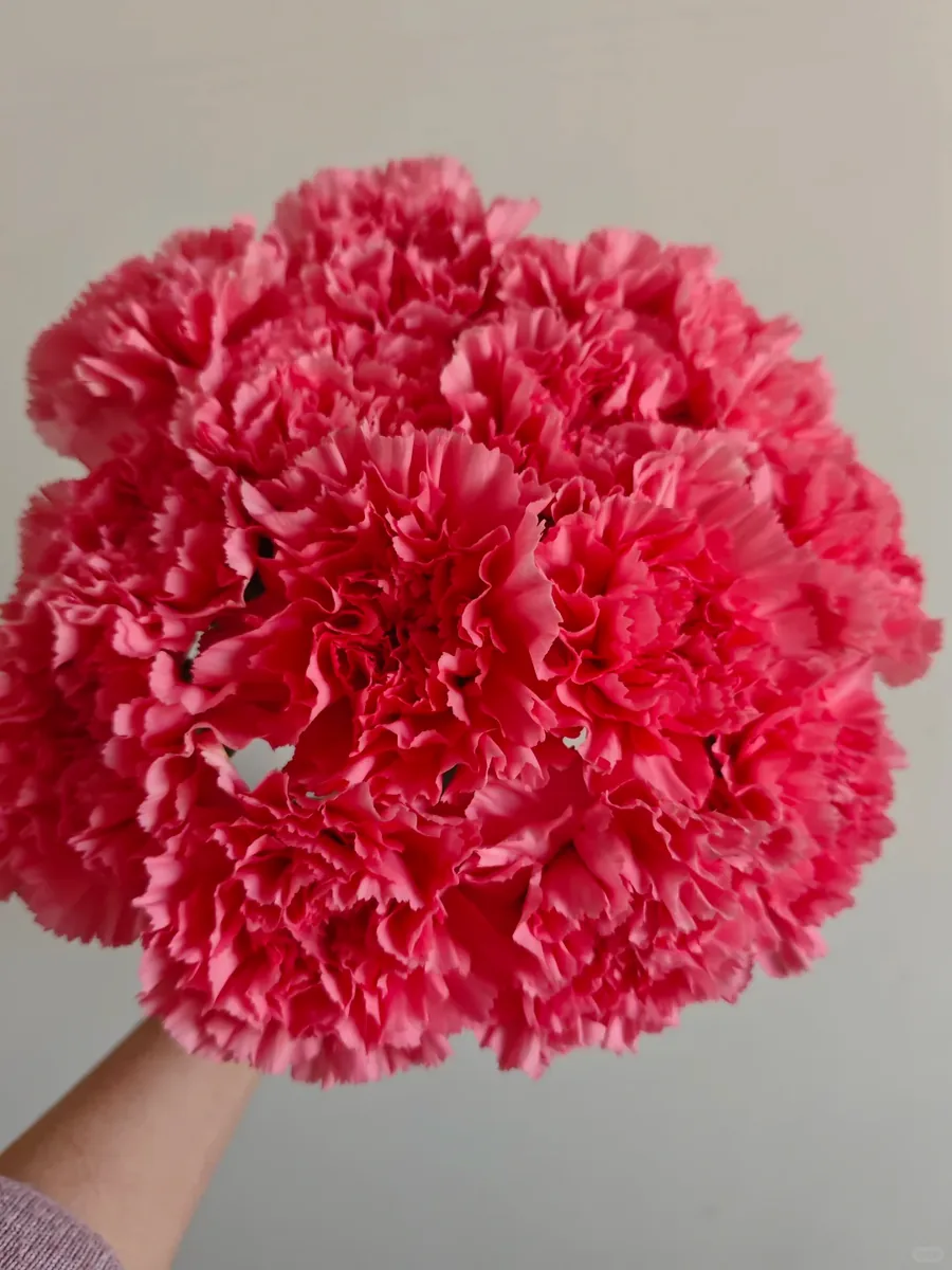 Ideal Powder carnation