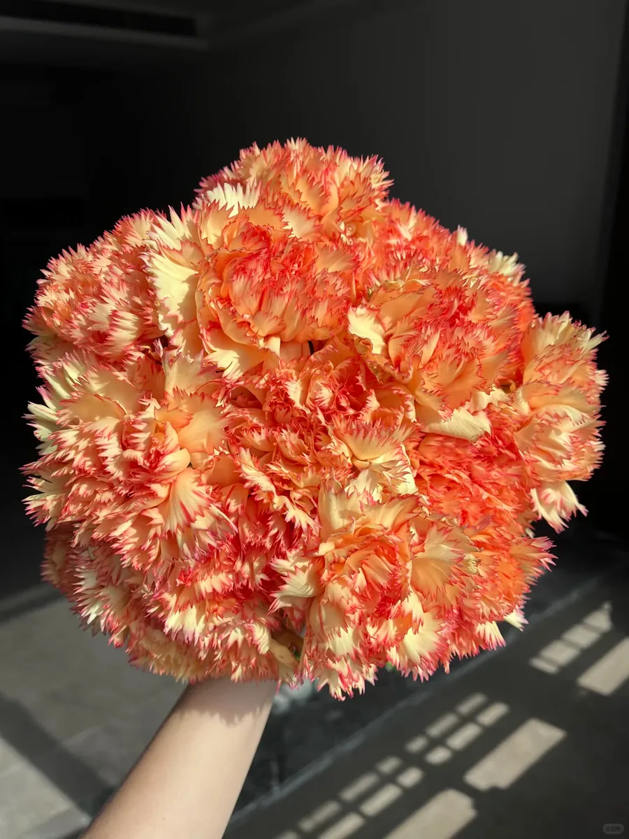 Carnival carnation