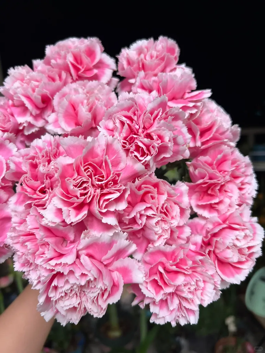 Smiling face carnation