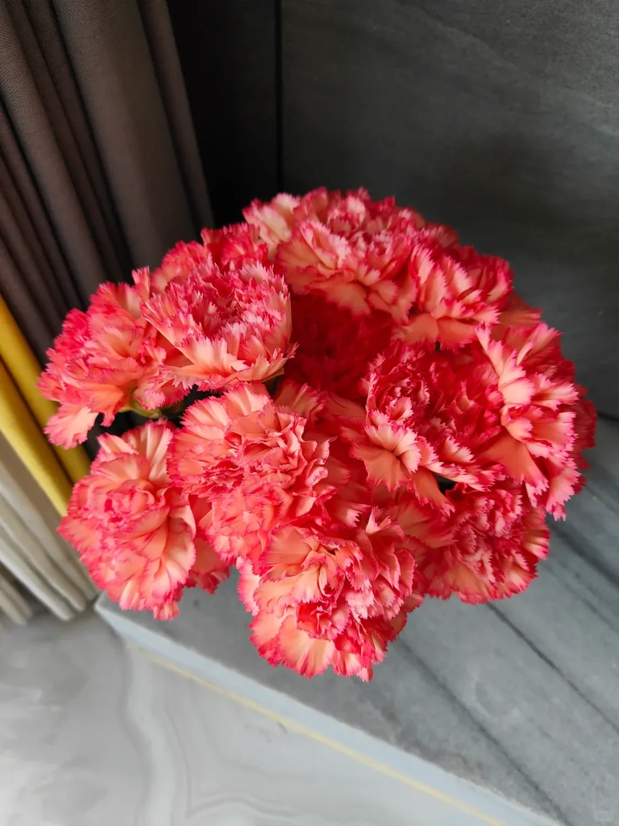 Flame carnation