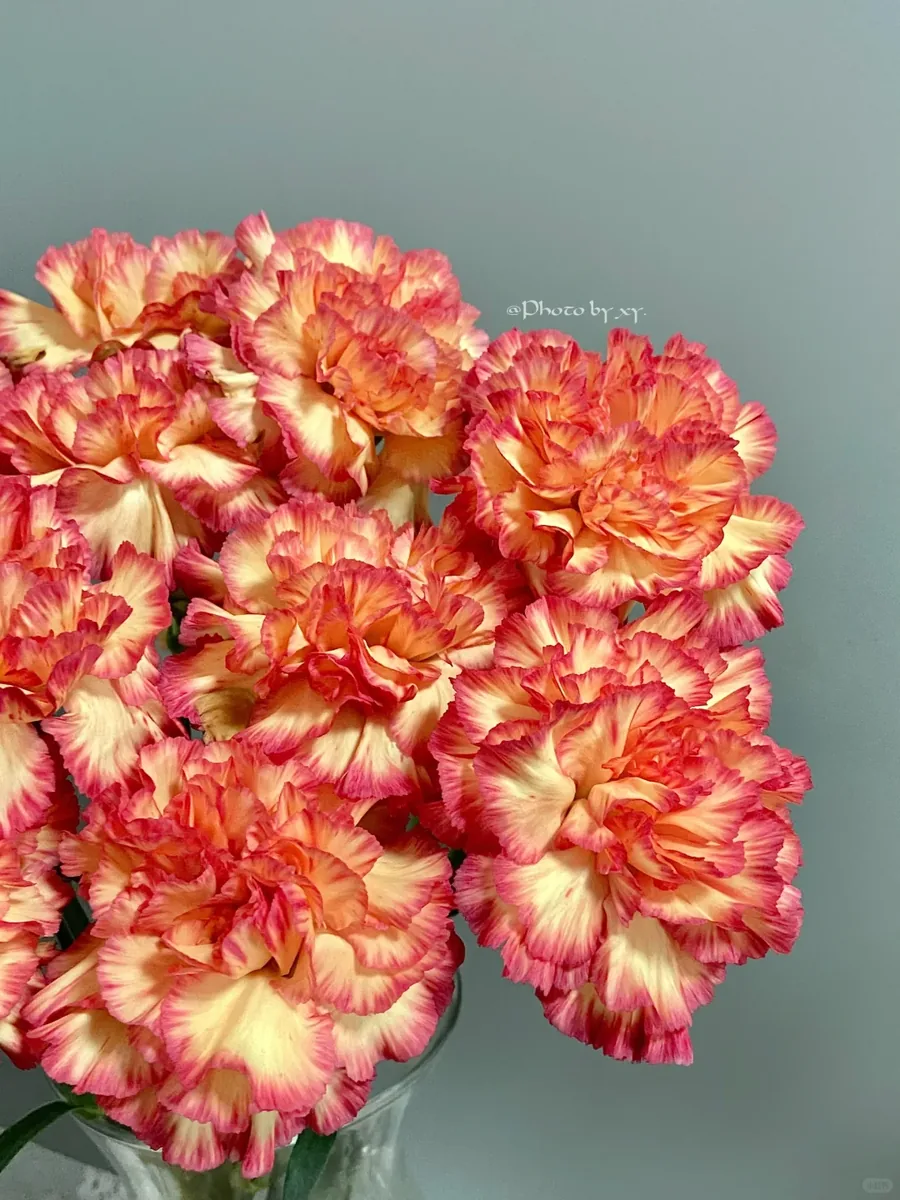 Rainbow carnation