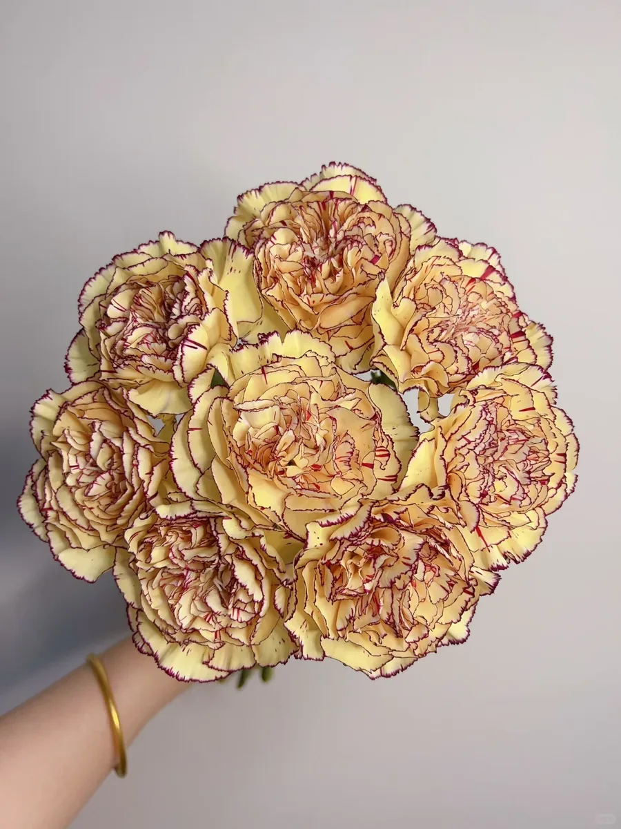 Prince carnation
