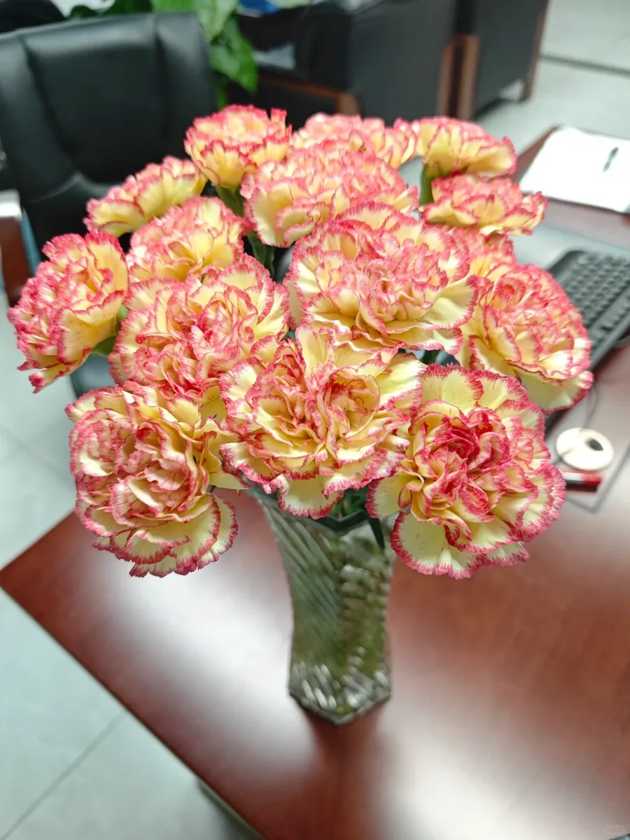Charming Bride carnation