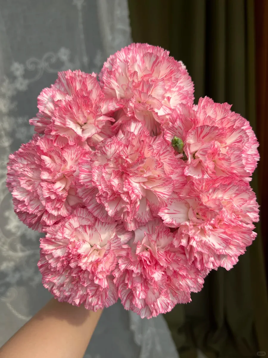 Happy times carnation