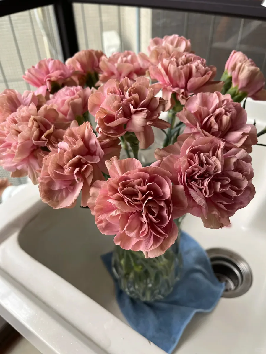 Cuban Love carnation