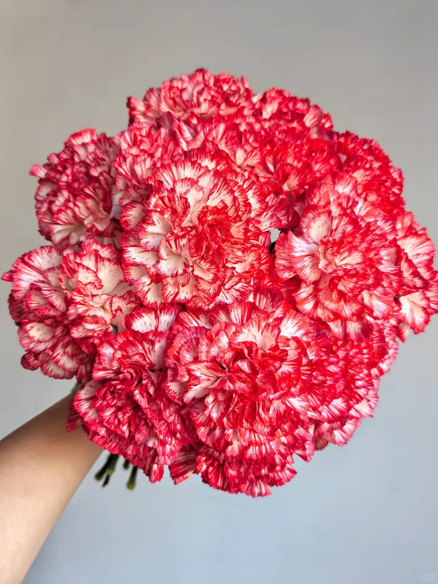 Beautiful woman carnation