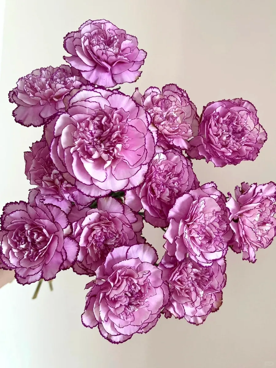 Purple Haze carnation