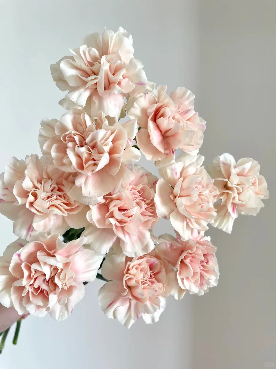 First kiss carnation