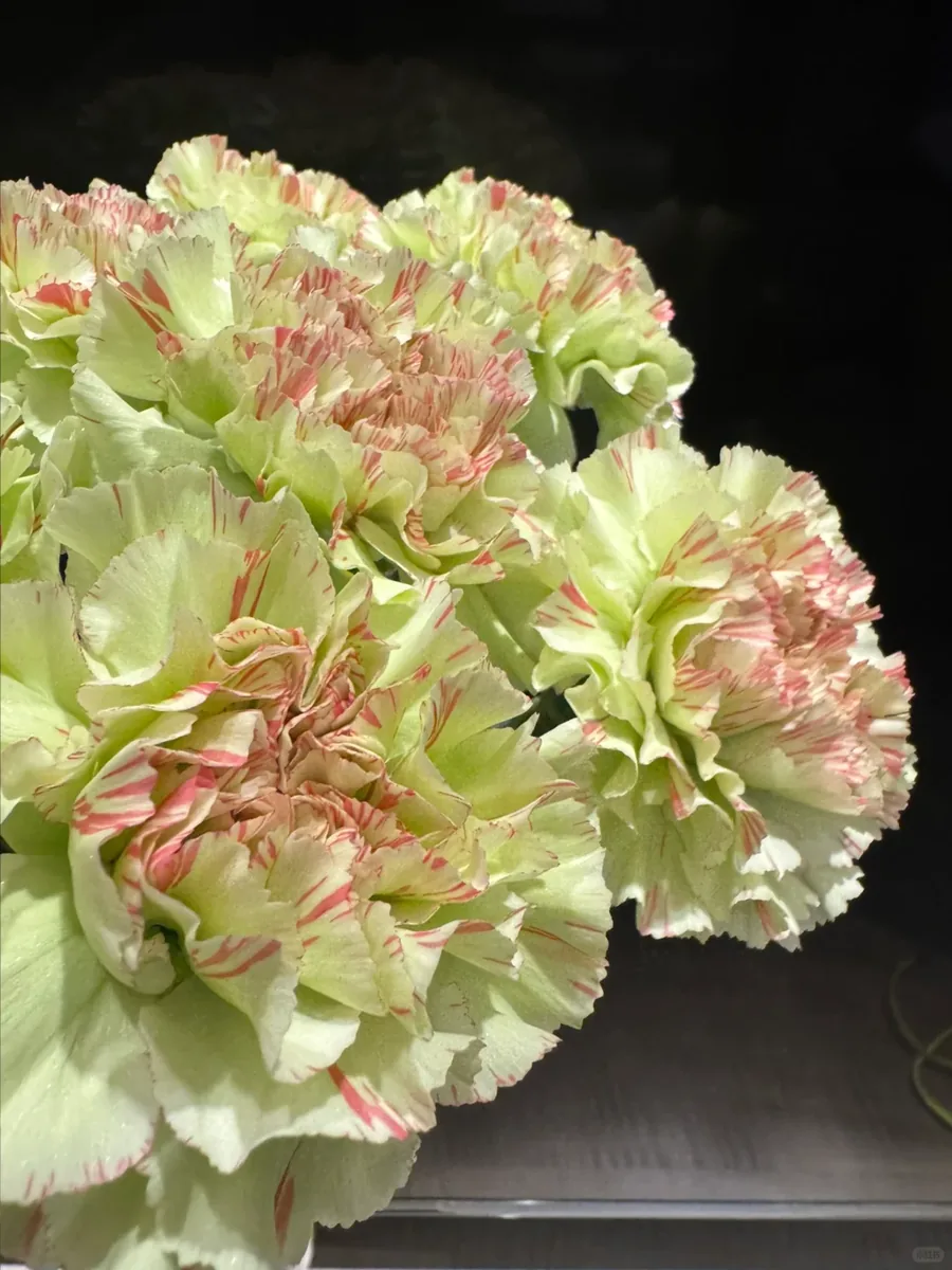 Makeup carnation