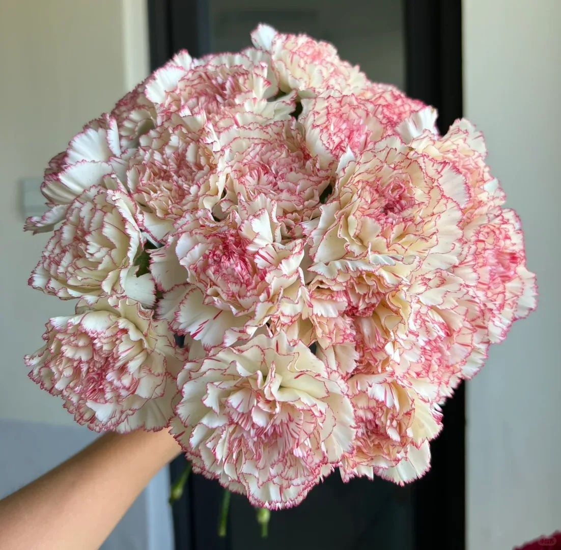 Seattle carnation