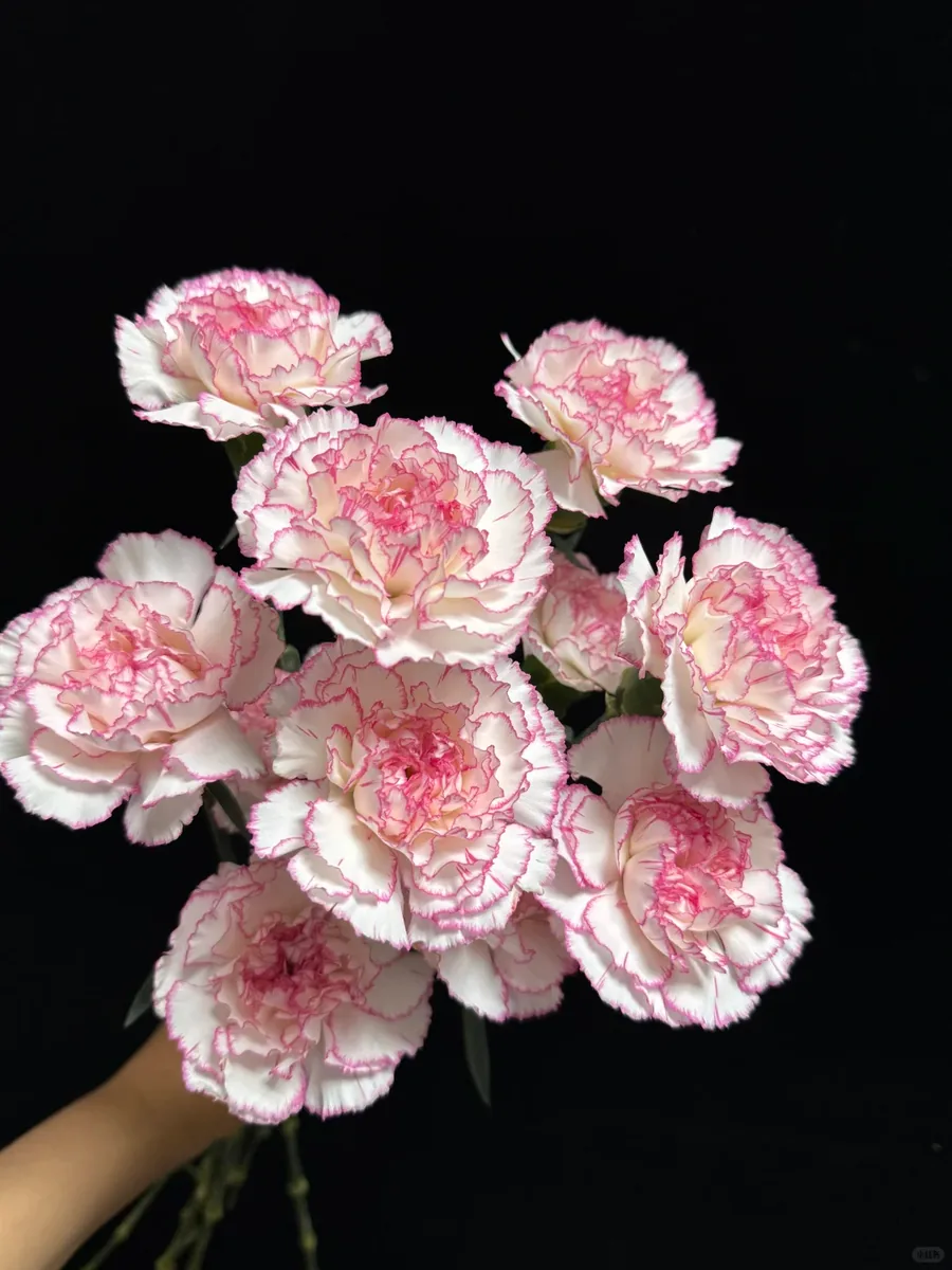 Little angel carnation
