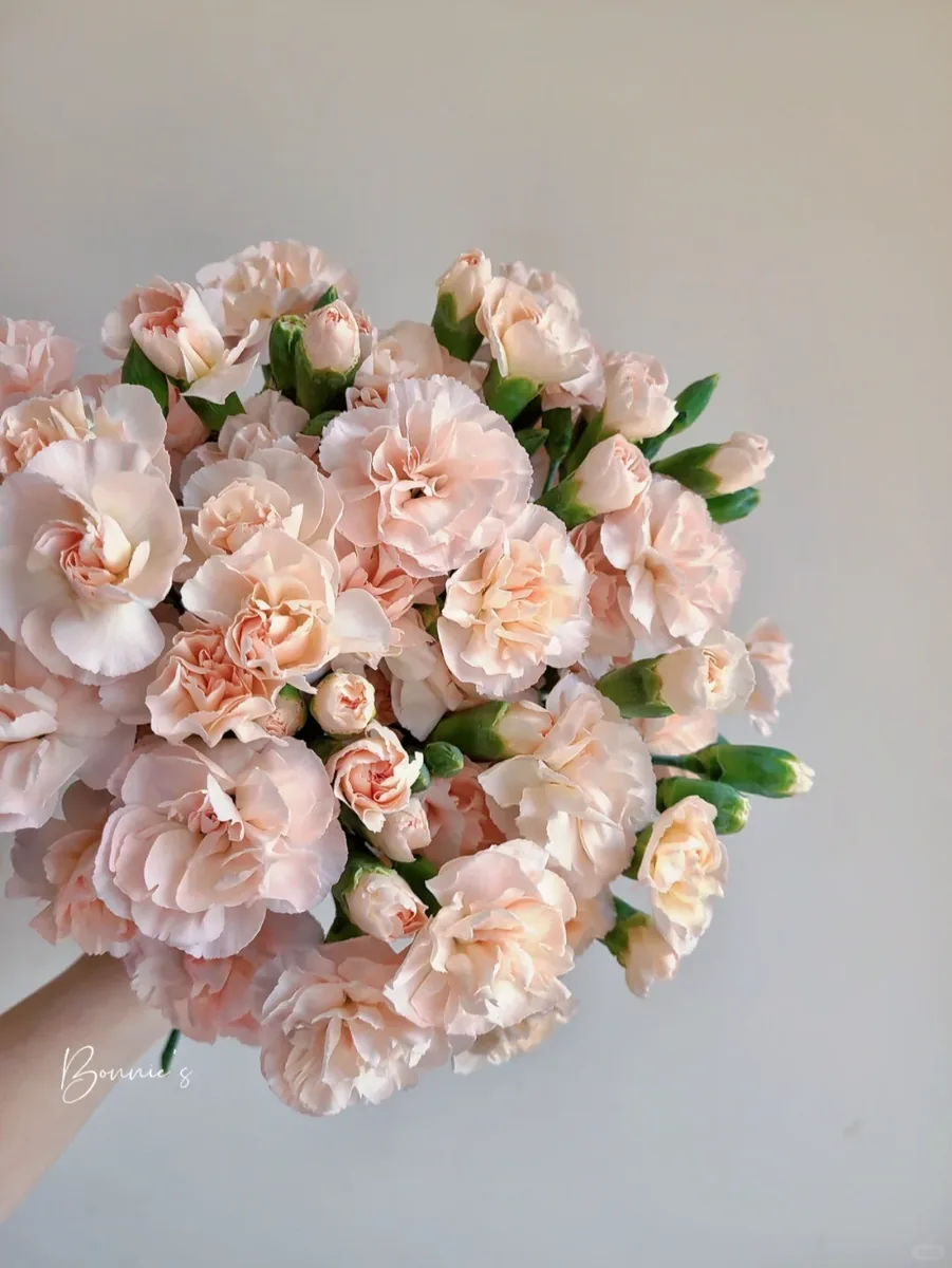 Passing years carnation