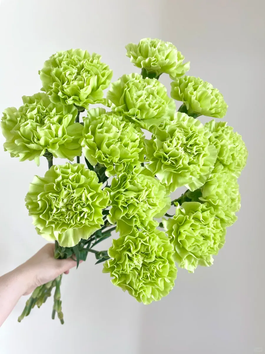 Dragon Well carnation