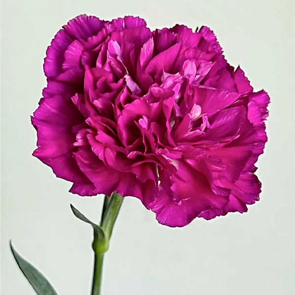 Purple Carnations