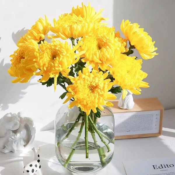 Yellow chrysanthemum