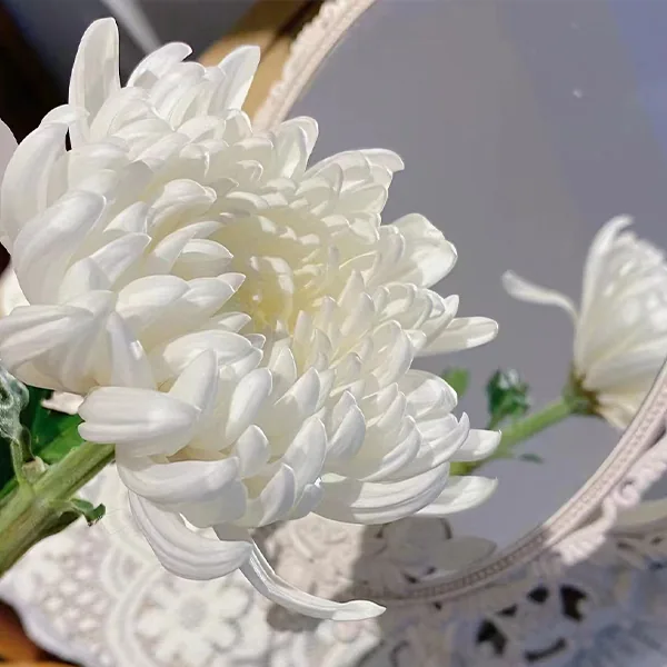 White chrysanthemum