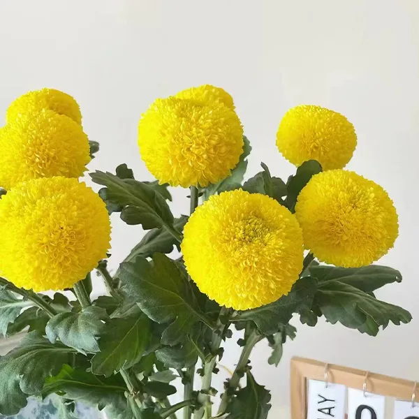 Yellow pampas flower