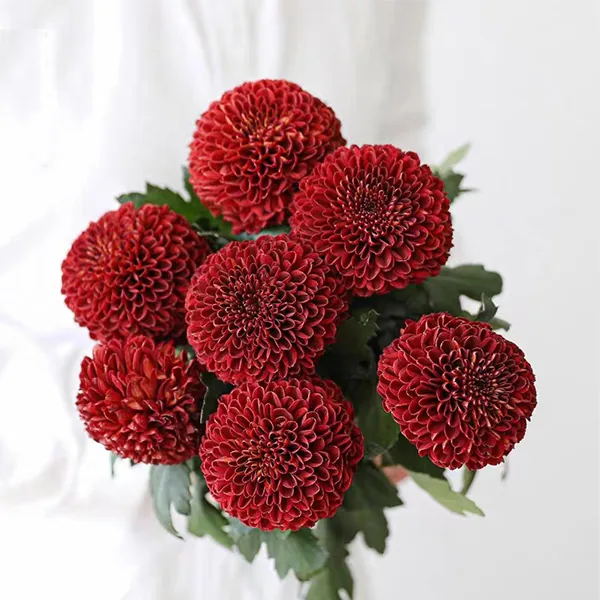 Red pampas flowe