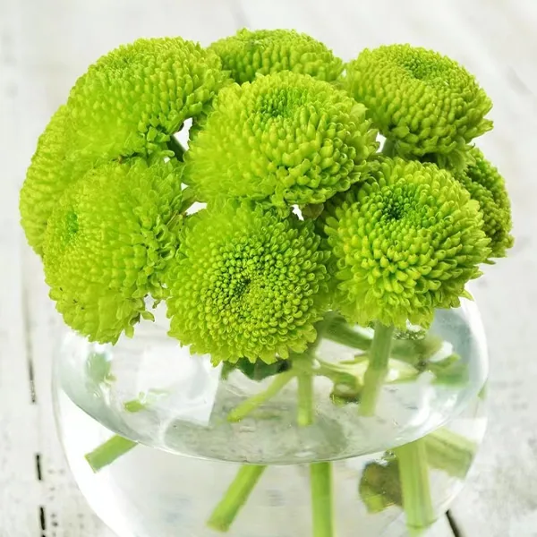 Green pampas flowe