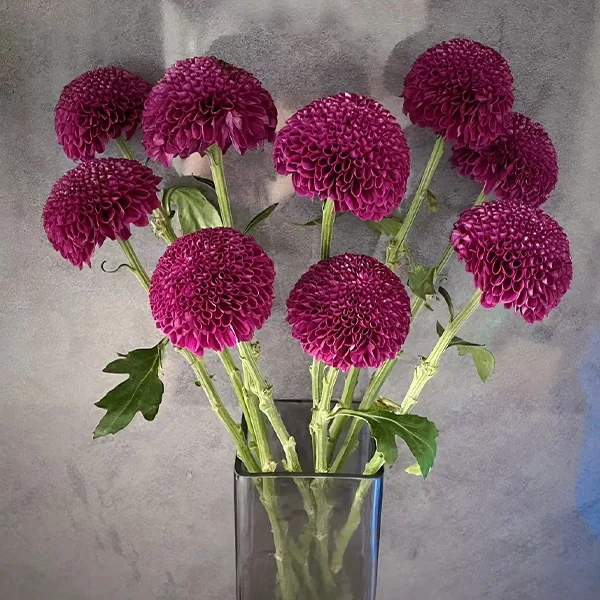 Purple pampas flowe