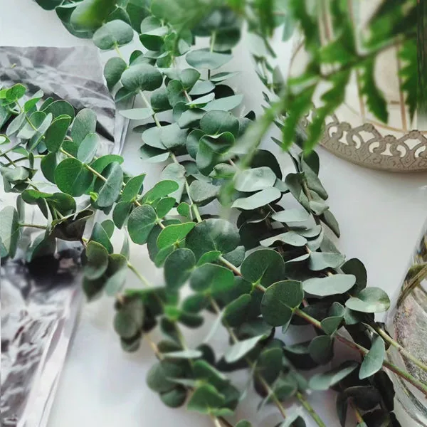Eucalyptus microcorys