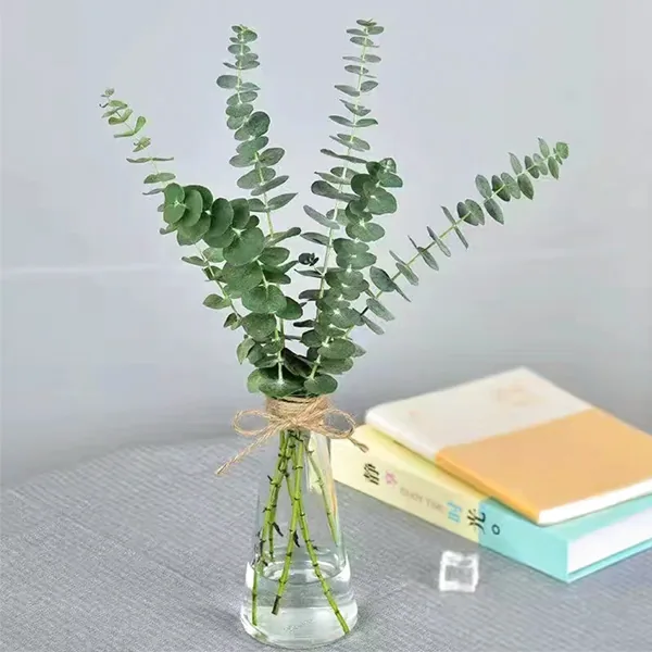 Small leaf single branch eucalyptus