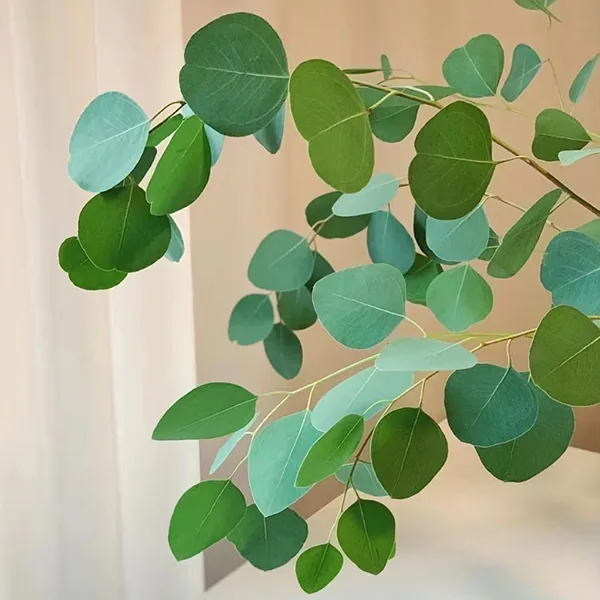 Eucalyptus globulus