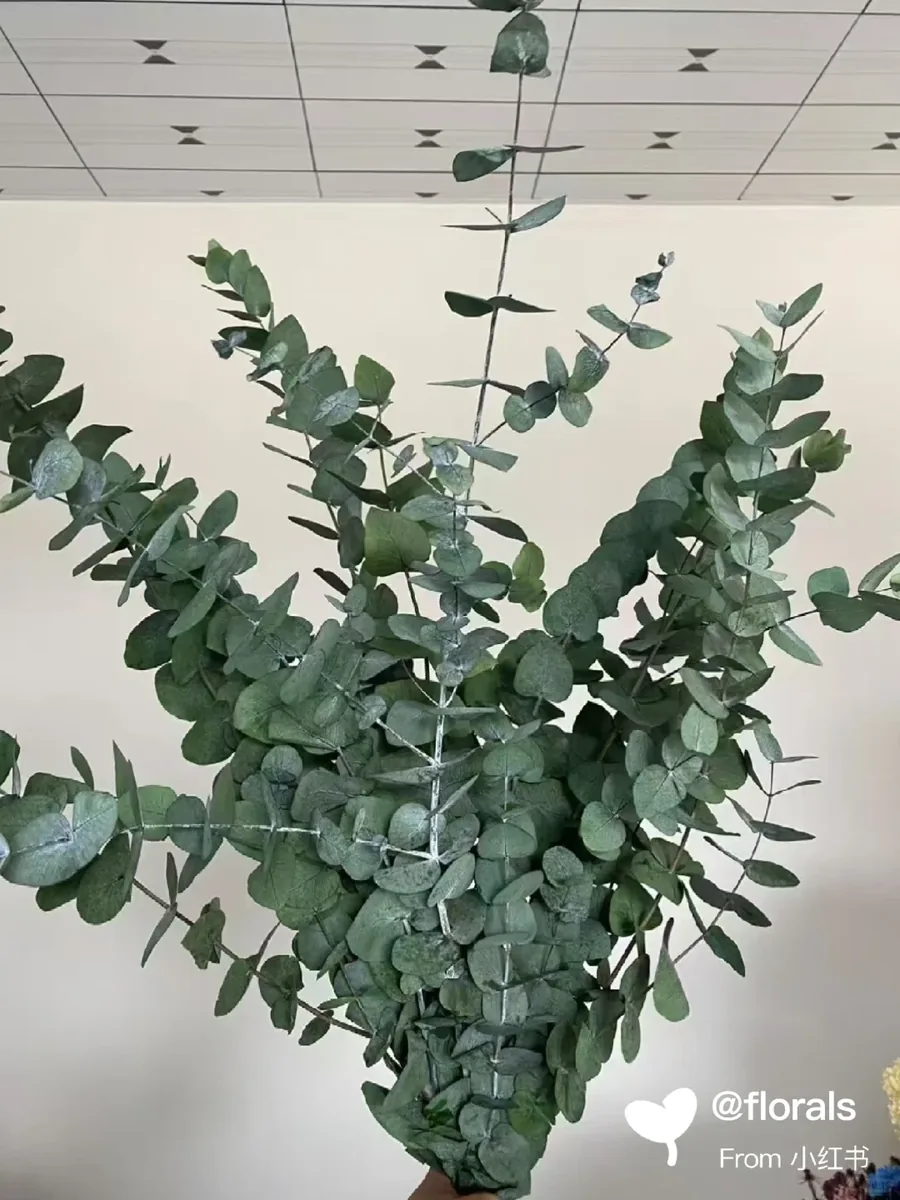 Eucalyptus soft large leaves with multiple branches