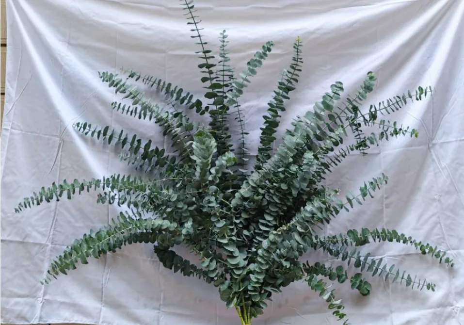 Eucalyptus hard large leaves with multiple branches