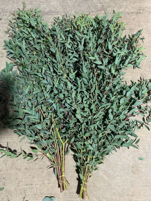 Fine eucalyptus leaves