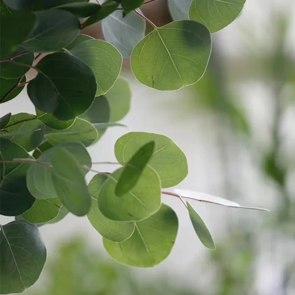Apple leaf eucalyptus