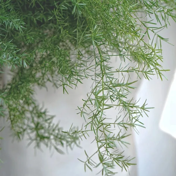 Asparagus