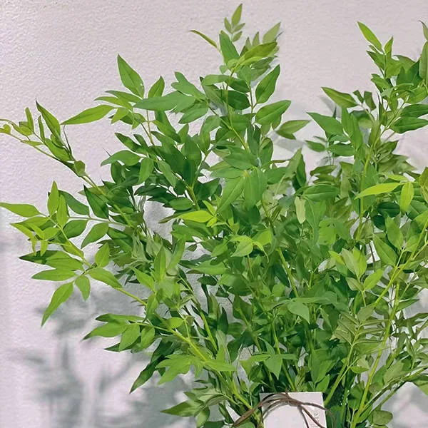Nine-star leaves
