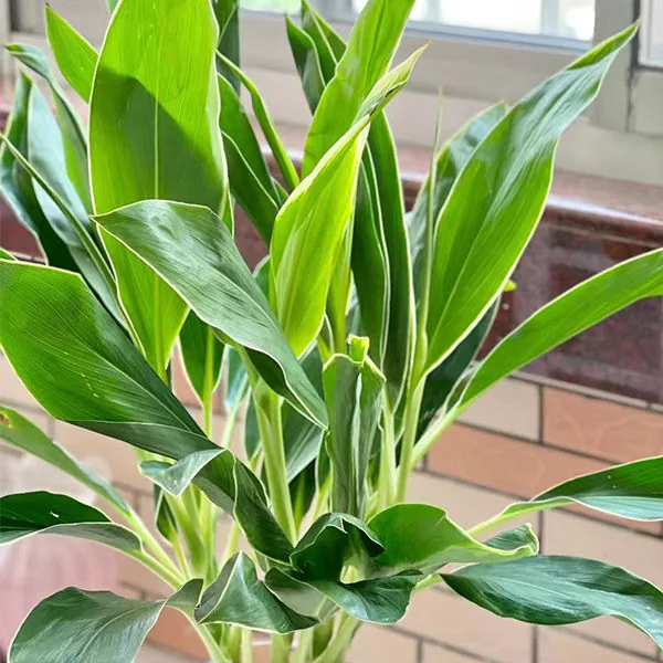 Green Rubber Plant
