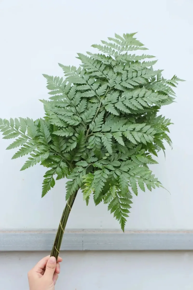 Alpine fern